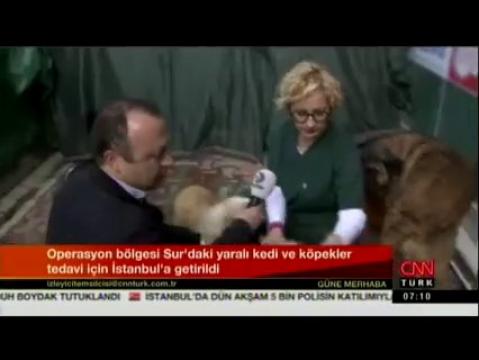 HAYTAP Diyarbakır Sur bölgesindeki hayvanlara yardım eli uzatıyor