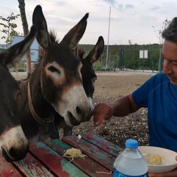 RETİREDANİMALSSANCTUARY in Turkey full of old and ınjured donkeys.