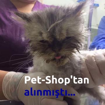 Pet diye alındı, hastalanınca pat diye barınağa terk edildi.