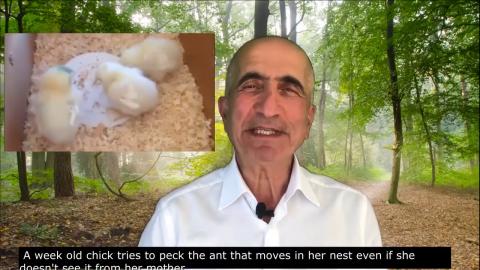 İnsan doğası bitkisel beslenmeye göre programlanmıştır.