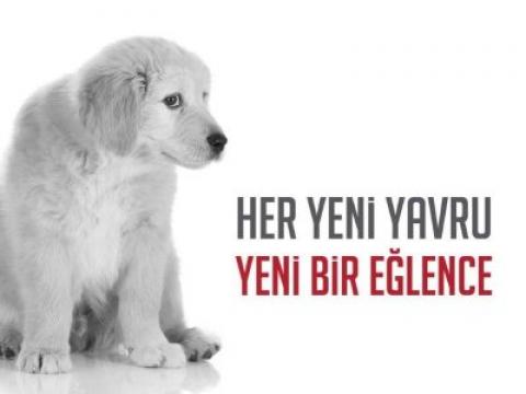 Her Yeni Yavru Yeni Bir Eğlence !