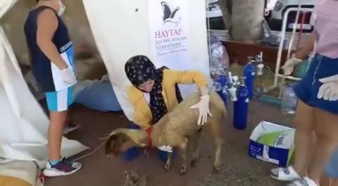 Manavgat'taki afet bölgesindeki çalışmalarımıza devam ediyoruz.