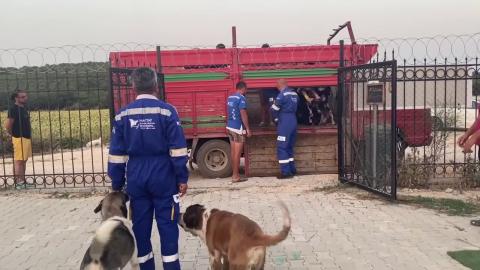 Haytap Emekli Hayvanlar Çiftliği’ne alkışlarla giriş yaptılar