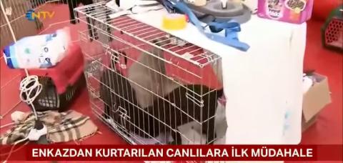 Hatay depremi sonrası can dostlarımız HAYTAP (Hayvan Hakları Federasyonu) 'a emanet.
