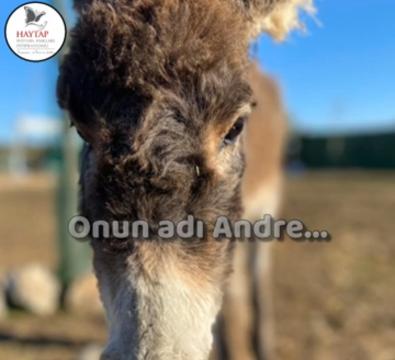 Onun adı Andre