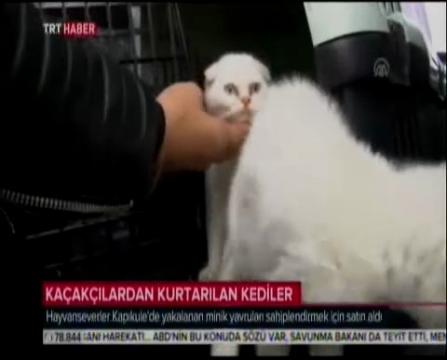 Kaçakçıların Elinden Kurtulan Kediler