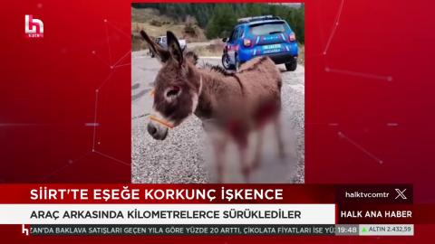 Eziyet Gören Pembe Eşeğin Haytap Emekli Hayvanlar Çiftliği Osmaniye Görüntüleri Basında