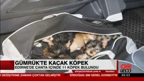Kapıkule Gümrük Kapısında, bir aracın bagajında yakalanan 11 köpek yavrusu Haytap'a teslim edildi.