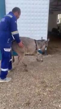 Haytap Emekli Hayvanlar Çiftliğinde Yolu Kesişenler