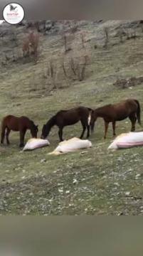 Onlar, gözünüzün görmediği, ıssız ve soğuk yerlere terk edilenler...