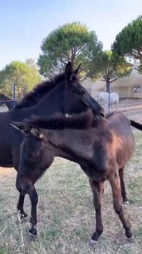 Türlü eziyetlerden kurtarılmış can dostlarımızın emeklilik hayatlarını en konforlu şekilde yaşamalar