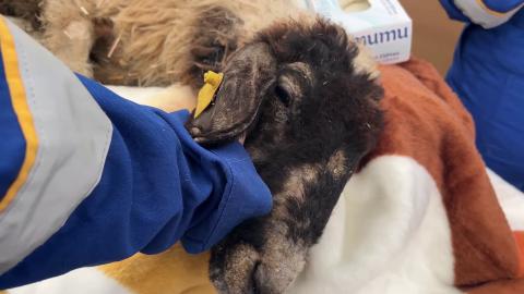 Yavruları enkaz altında kalan canımızın ilk müdahalesi HAYTAP Hatay sahra çadırımızda yapıldı,