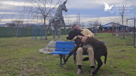 A baby donkey . An Emotional Story from our Haytap Retirement Animals Sanctuary
