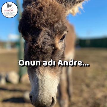 Onun adı Andre
