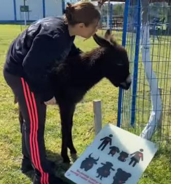 Haytap Emekli hayvanlar çiftliğinde engelli hayvanlar artık mutlular