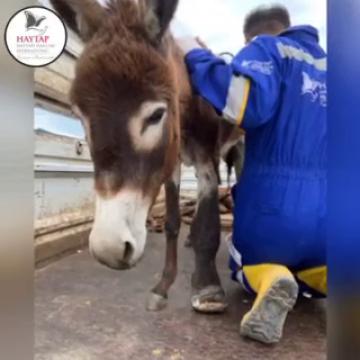 Haytap Bursa Emekli Hayvanlar Çiftliği