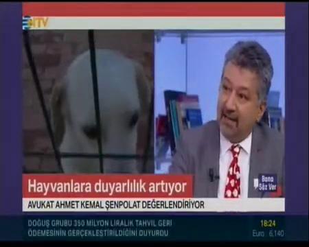 Hayvan haklarına bakışta son yıllarda toplumda bir gelişme var mı ?  ( Ntv Yayın Tarihi: 2019 )