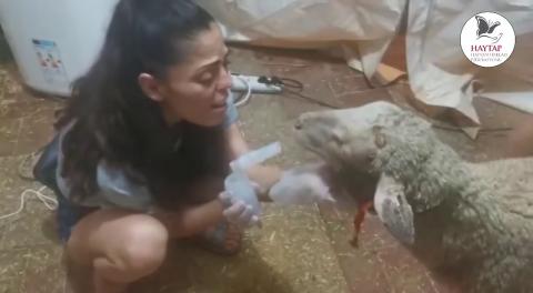 Haytap Yangın Kurtarma Çalışmaları