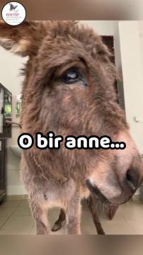 O, yavru sıpası olan bir anneydi