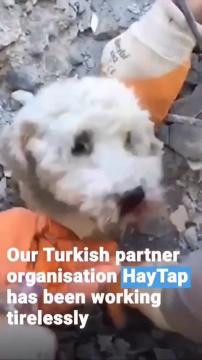 Haytap in earthquake area rescuing animals in Hatay 2023