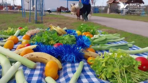 Haytap’ın Bursa’daki Emekli Hayvanlar Çiftliği’nde yılbaşı yemeği