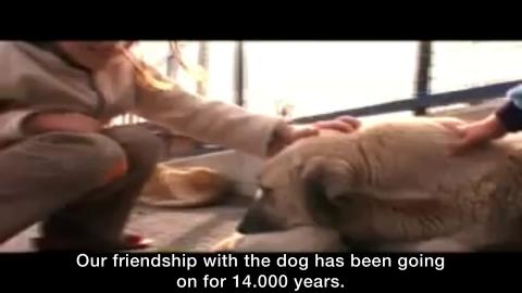 Trap Neuter Release PROJECT of Turkey - TNR PROJECT - HAYTAP