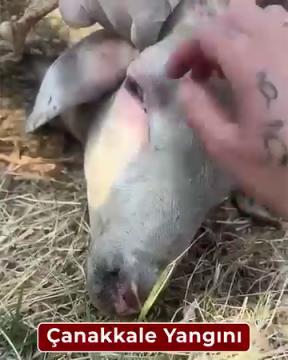 Çanakkale yangınları saha çalışmalarımız
