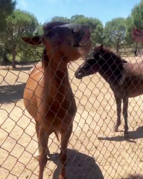 Haytap Bergama Emekli Hayvanlar Çiftliği