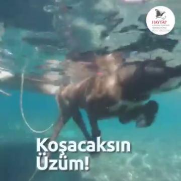 Arka ayakları sakat olan Üzüm'ün yüzme terapilerinden kısa bir kesit...