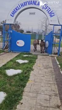 Haytap Bursa Emekli Hayvanlar Çiftliği