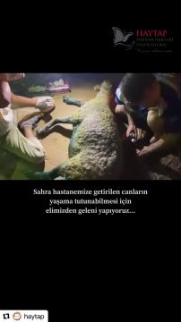 Manavgat yangınından kurtarılanlardan birkaçı.