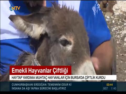 Haytap Emekli Hayvanlar Çiftliği Sakinleri NTV yayını