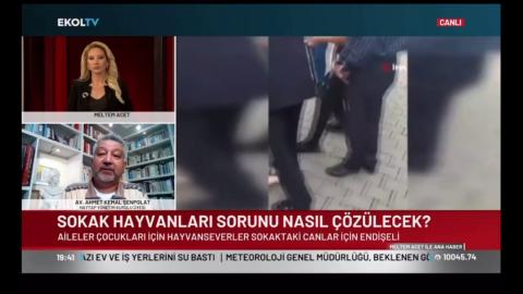 Sokak hayvanlarının toplatılması