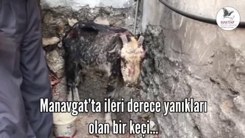 Manavgat’ın Gebeci Köyünde ileri derece yanık keçi…