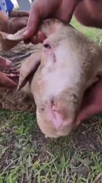 Çanakkale’de meydana gelen orman yangınında zarar gören bir ahırdan kurtardığımız hayvanlar, Haytap 