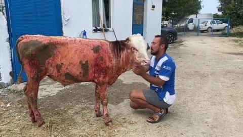Buzağı Ahmet Haytap Emekli Hayvanlar Çiftliğimize arkadaşları ile birlikte geldi.