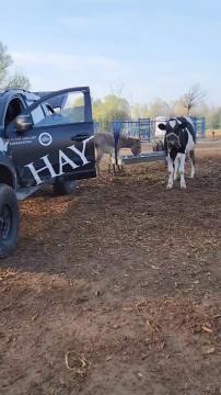 Haytap Emekli Hayvanlar Çiftliği / Osmaniye’de Olağan Bir Gün