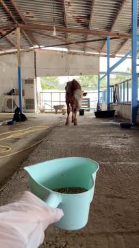 Ahmet yürümeye başladı.