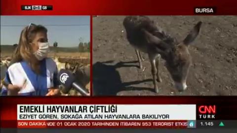 Haytap Emekli Hayvanlar Çiftliği Sakinleri CNN yayını