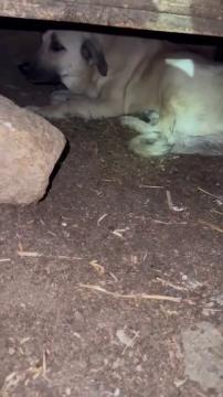 İzmir yangınında hayvanları kurtarmak için sahadayız