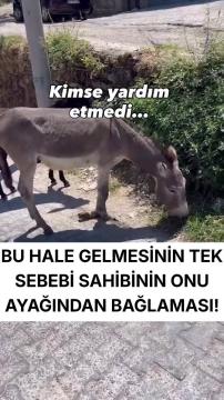 Karpuz Eşek Kurtarılma Öyküsü