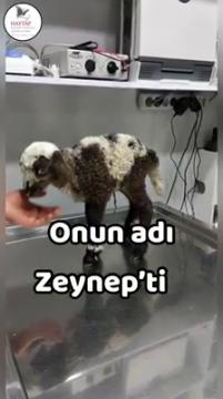 Onun adı Zeynep'ti...