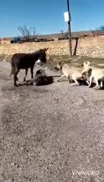 Haymana’dan Kurtardığımız Anne Eşek