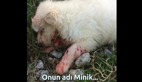 Başka bir sokak köpeği, onun küçük kafasını öldüresiye ısırdı.