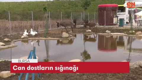 Tür Ayırmaksızın Tüm Canları Sevmek