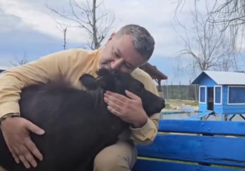 A baby burnt calf .  A rescued story from our Haytap Retirement Animals Sanctuary in Bursa / Turkey