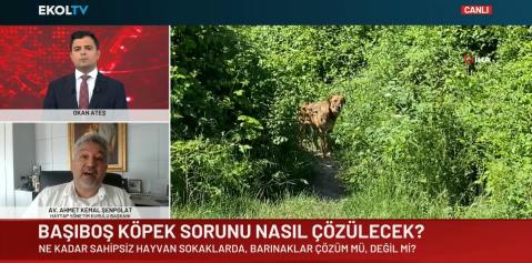 Sokaklardan sahipsiz hayvanlar toplatılmalı mı? Çözüm nedir?