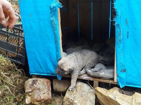 Şırnak Uludere Bebekleri | Haytap Kurtarma Öyküleri