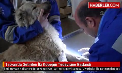 Tatvan'da Getirilen İki Köpeğin Tedavisine Başlandı