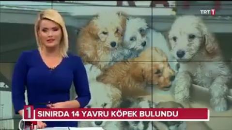 Gümrükte Yakalanan Hayvanlar Haytap'a Teslim Edildi - Kasım 2019 TRT